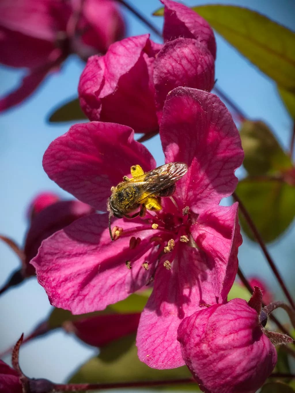 Pollen Collector
