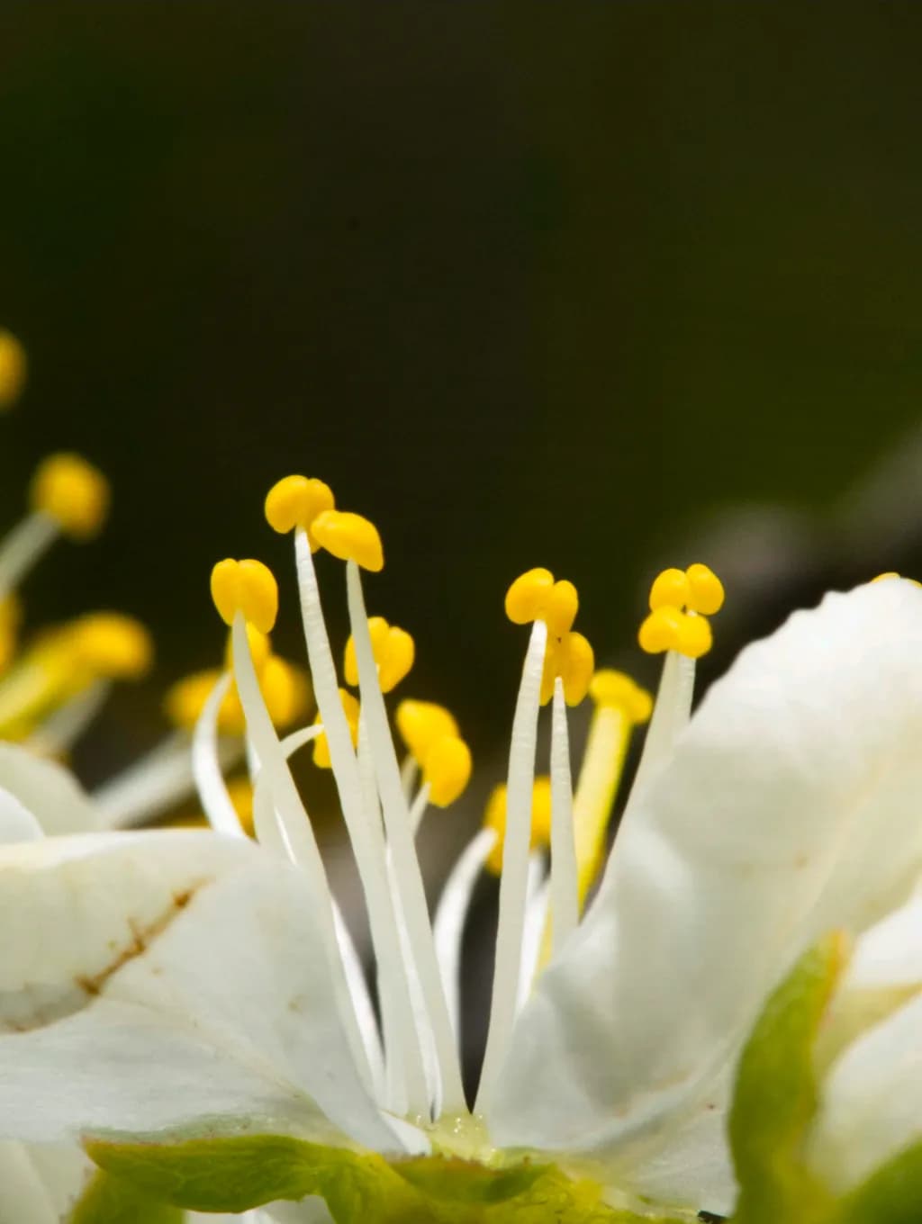 Golden Pollen Stalks