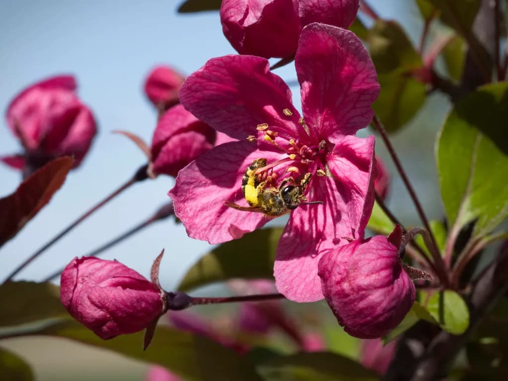 Pollen Collector