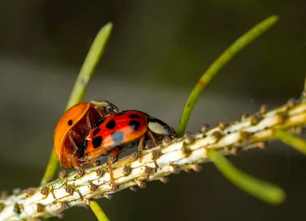Mating Ladybugs
