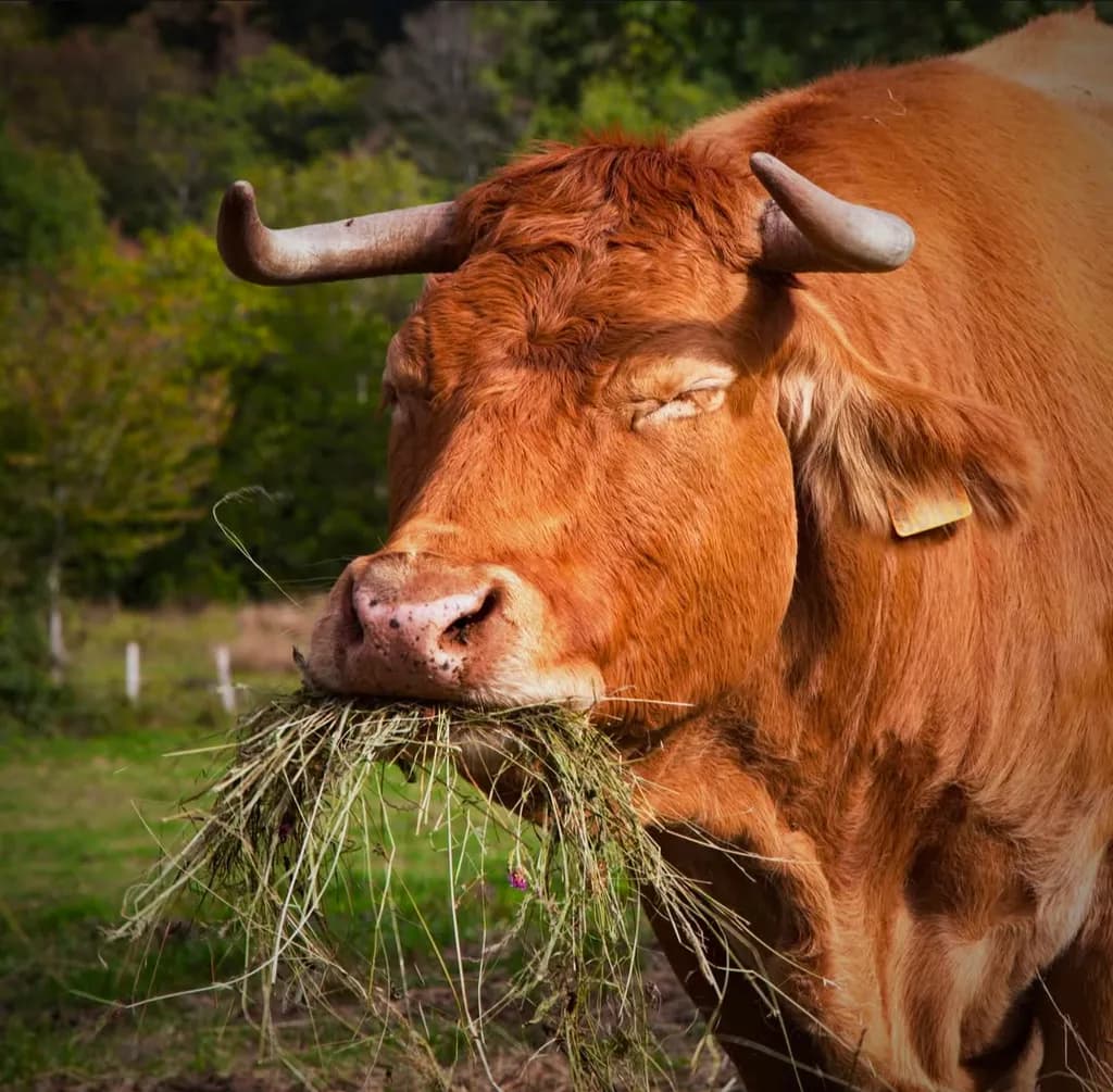 Rustic Grazing