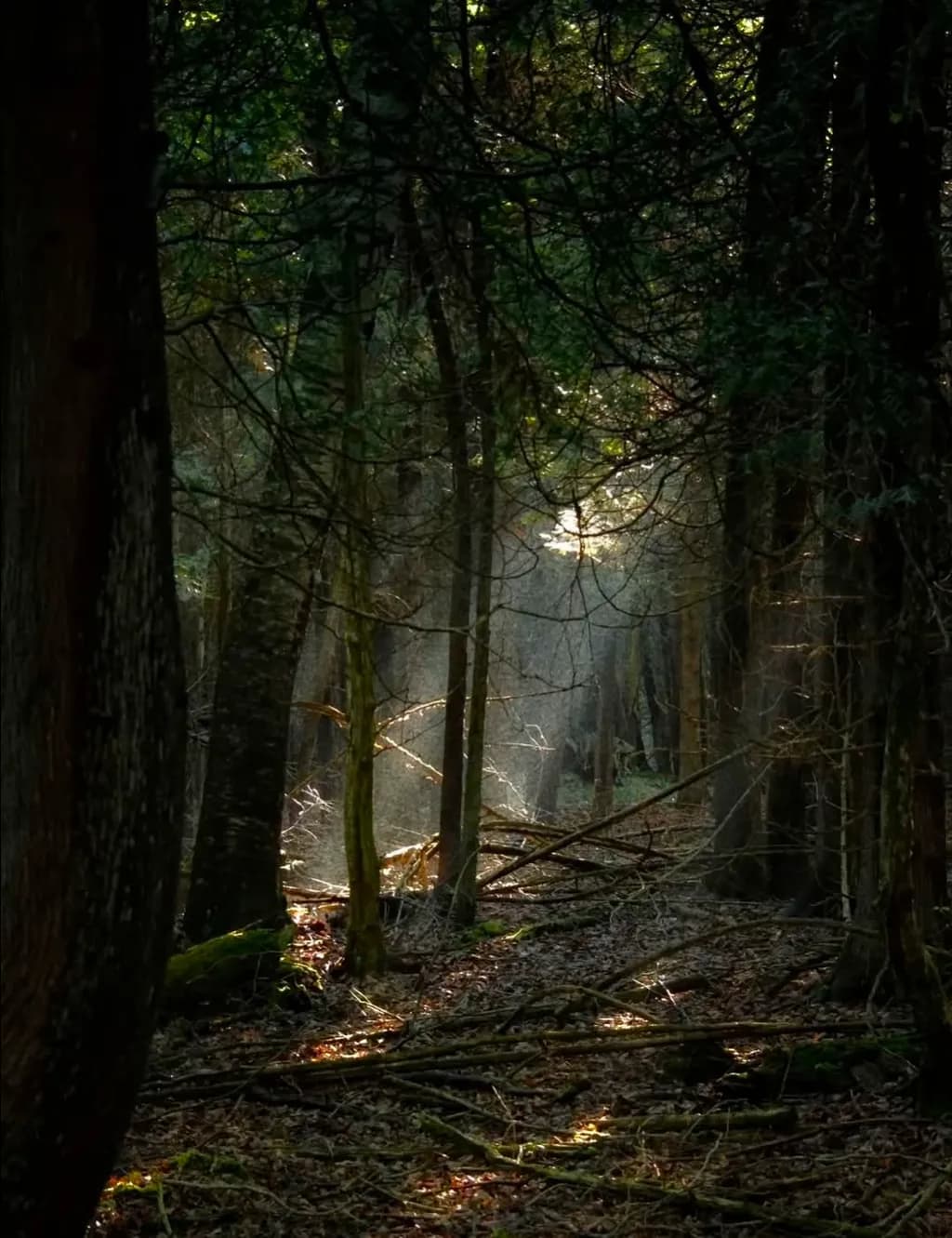 Sunlit Grove