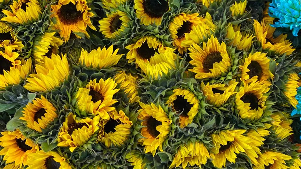 Sonnenblumen Clusters