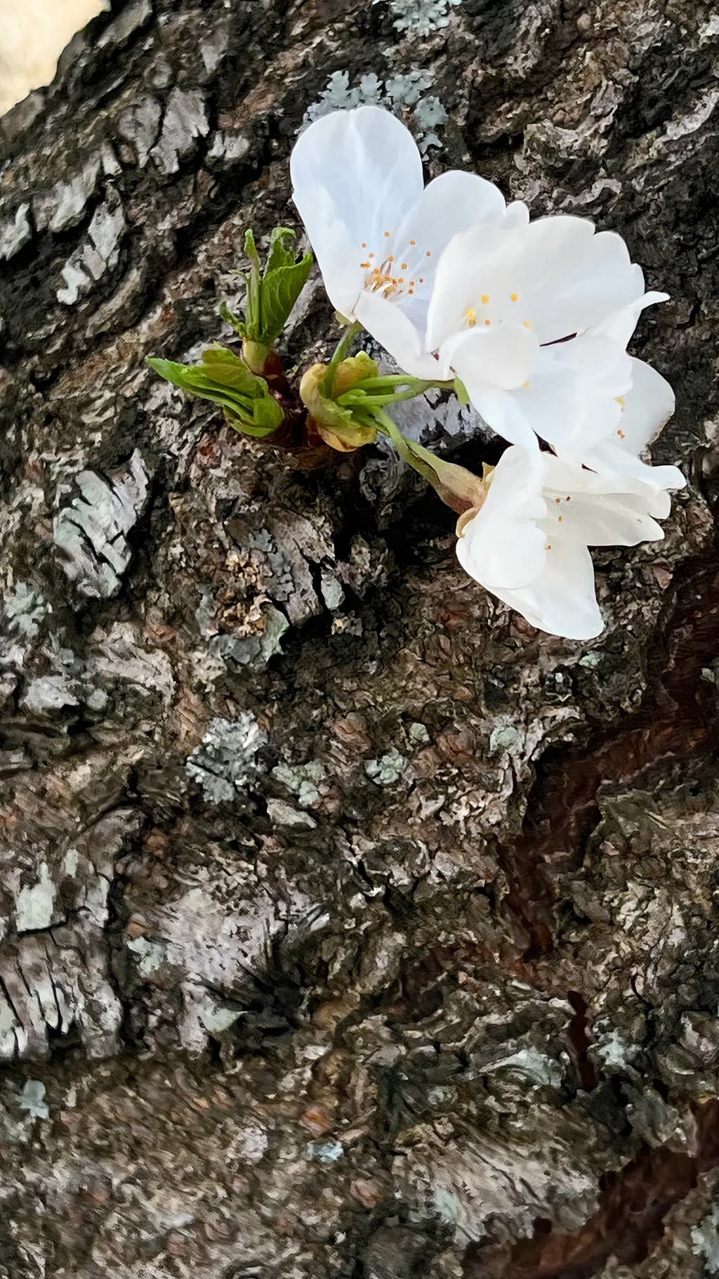Barking Sakuras