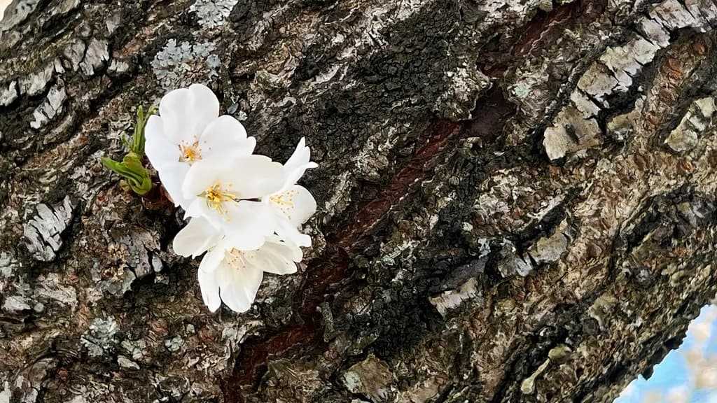 Barking Sakuras