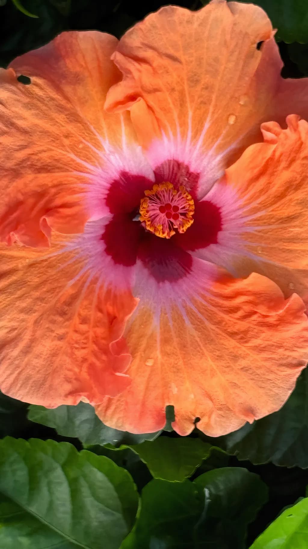Pancake Hibiscus Bloom