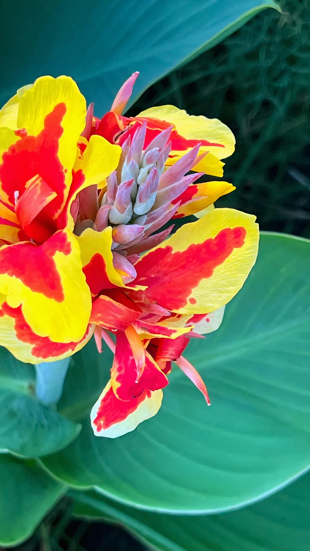 Carnivalli Canna Lily