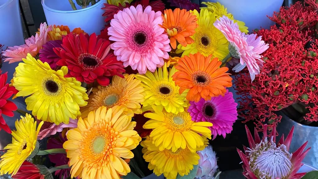 Parkring Blooms