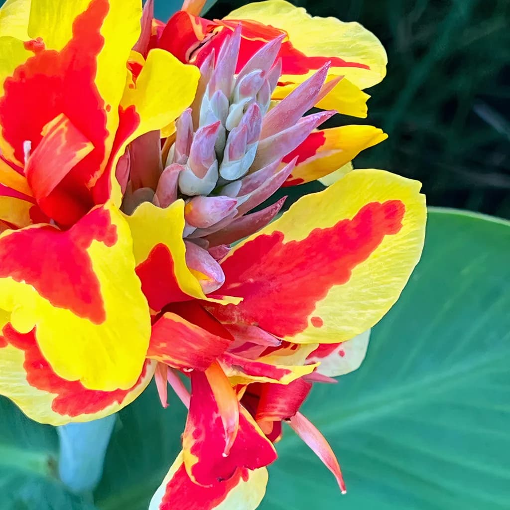 Carnivalli Canna Lily