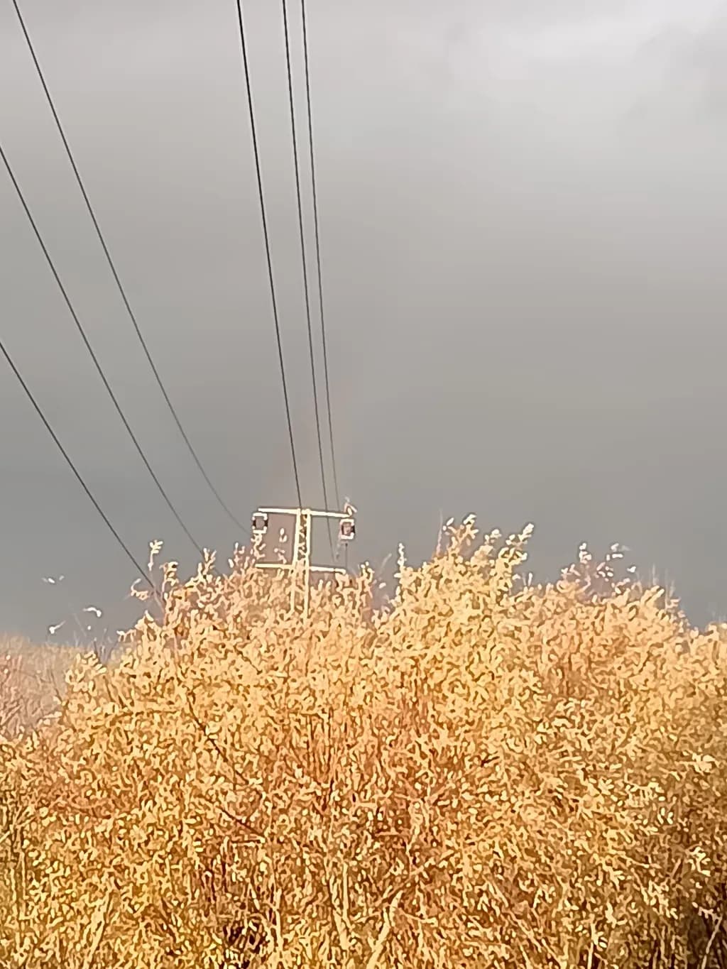 Golden Autumn Powerlines
