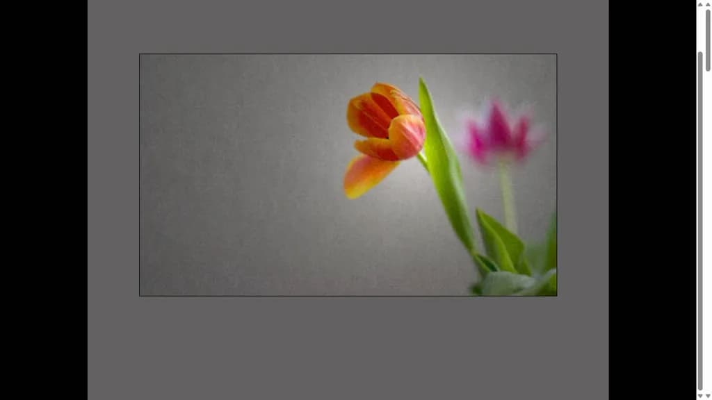 Tulips in Focus
