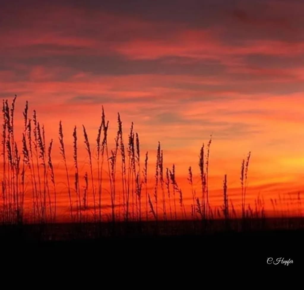 Fierce Dusk Silhouettes
