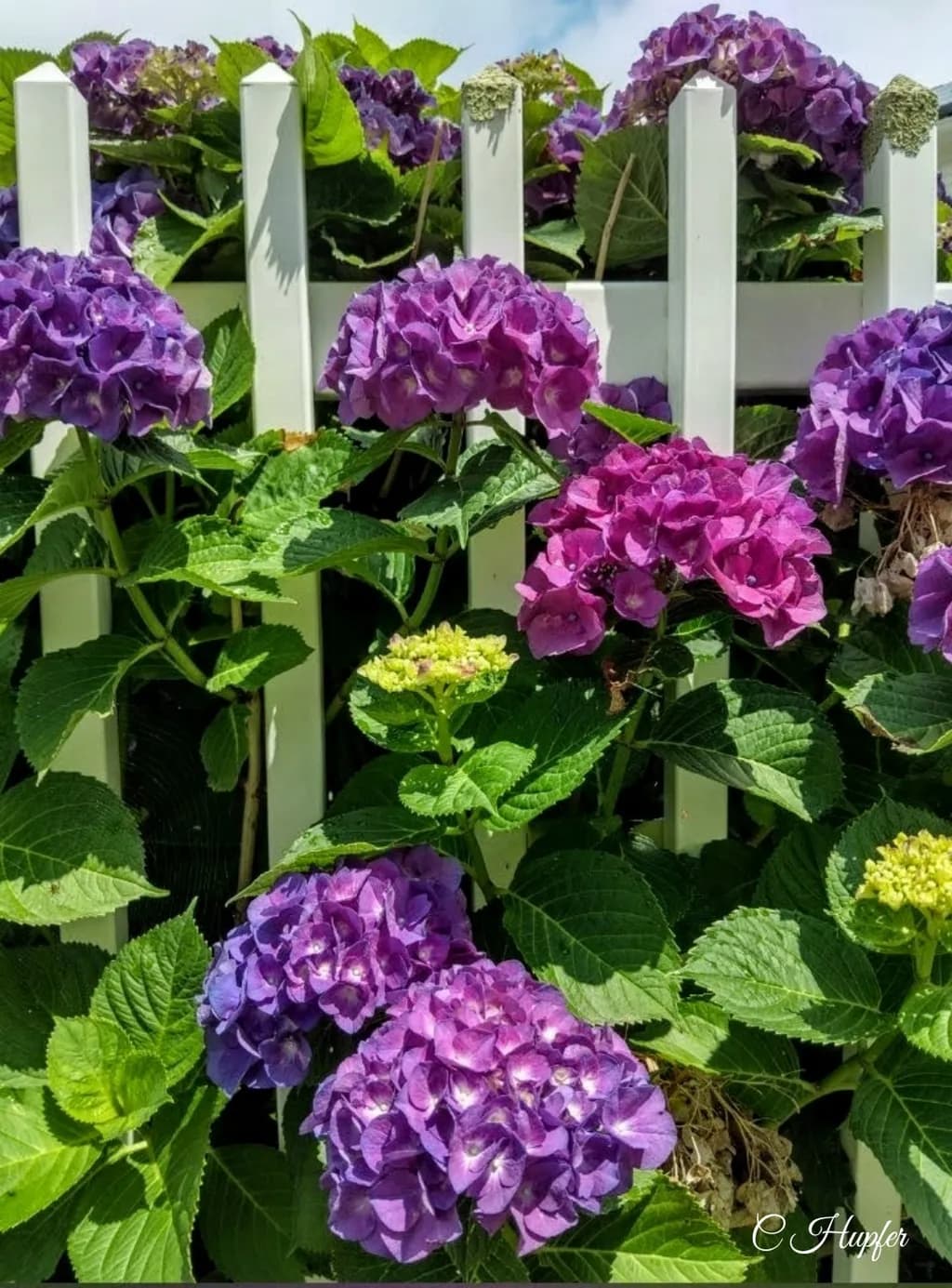 Fence of Blooming Hydrangeas