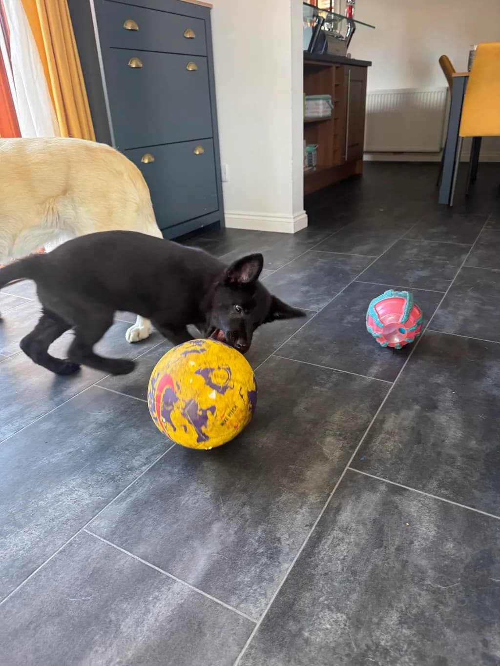 Playful Pup Moments