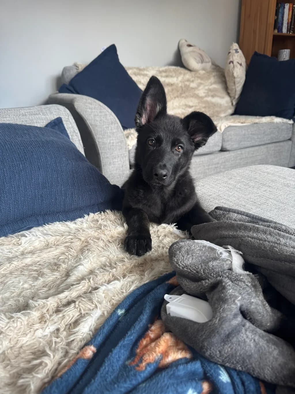 Curious Companion
