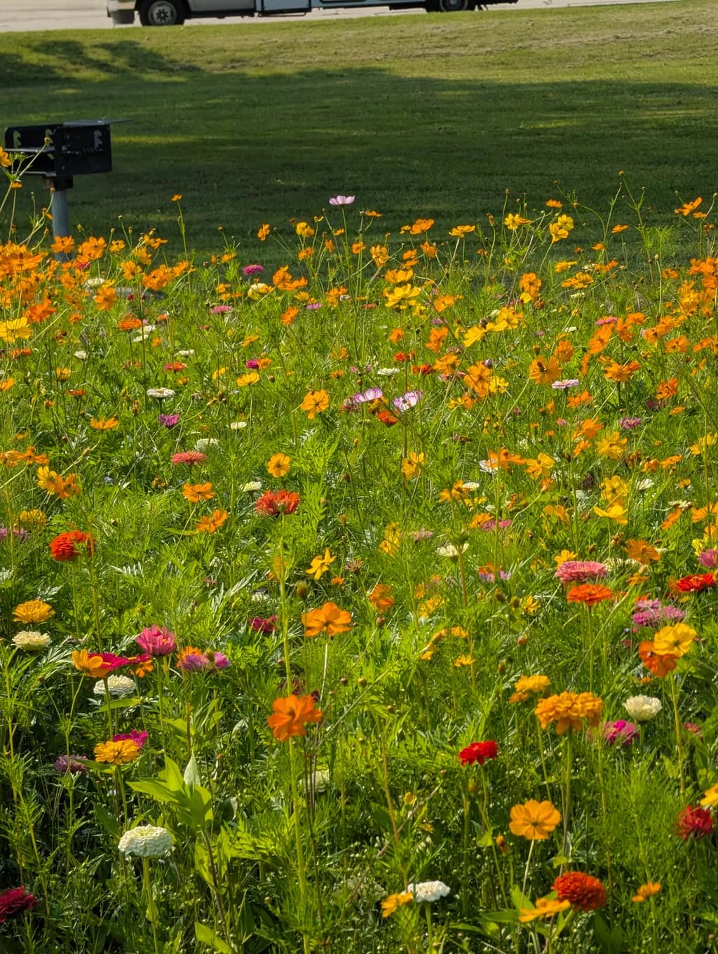 Wildflower Meadow Mix