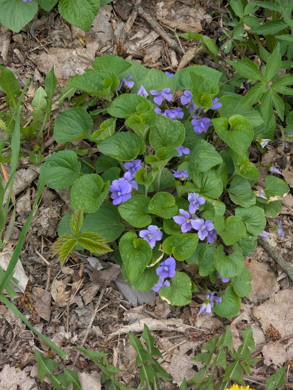 Forest Violet Cluster