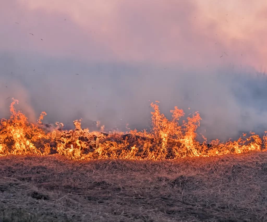 Wildfire Edge