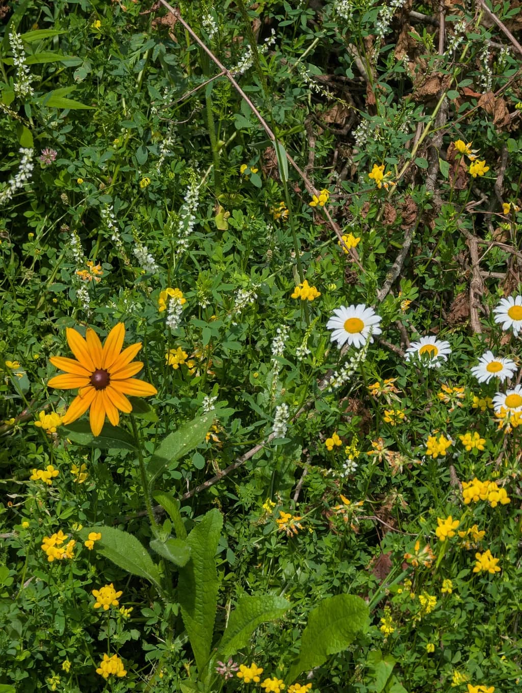 Sunlit Wildflower Patch