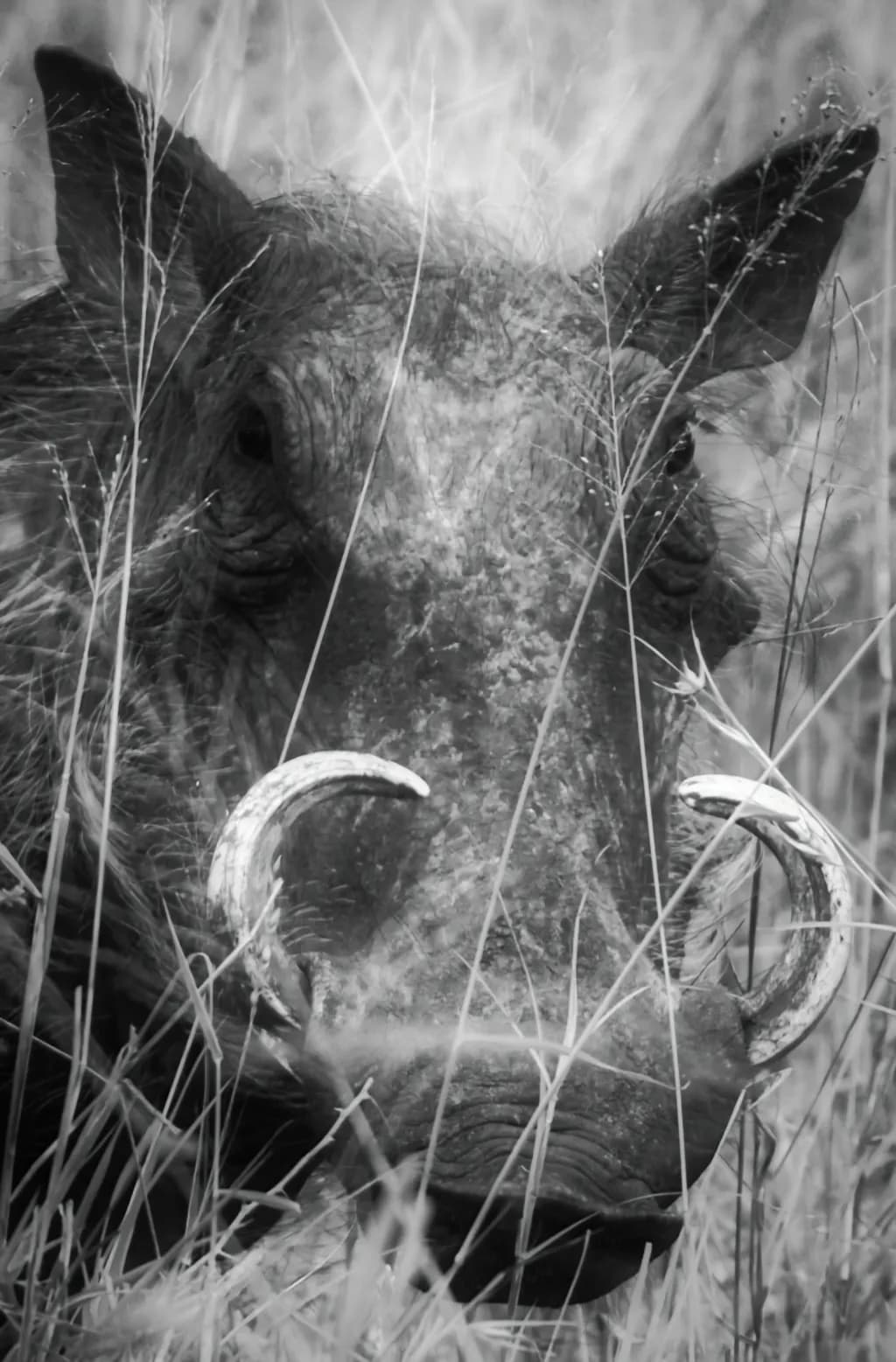 Warthog Gaze