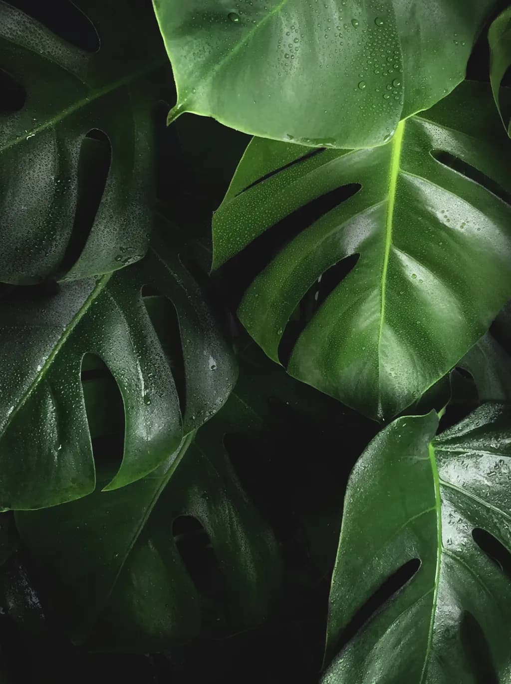 Monstera Mist
