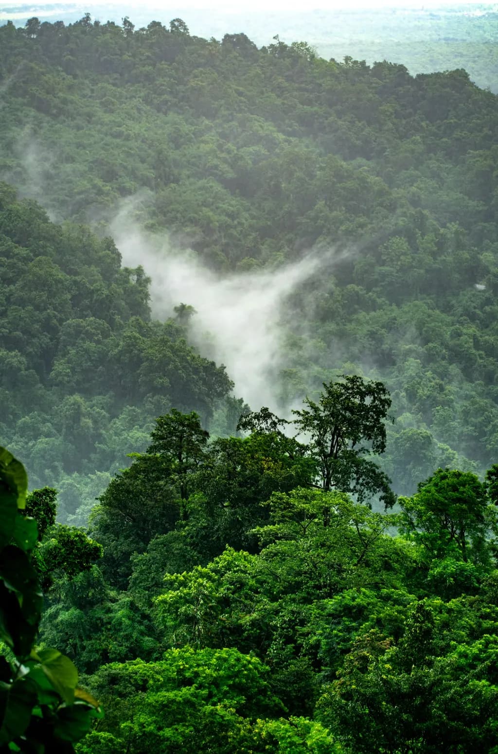 Misty Canopy