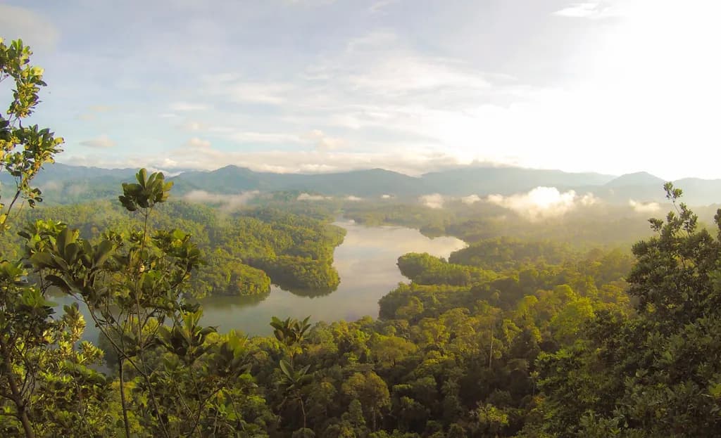 Morning Jungle River