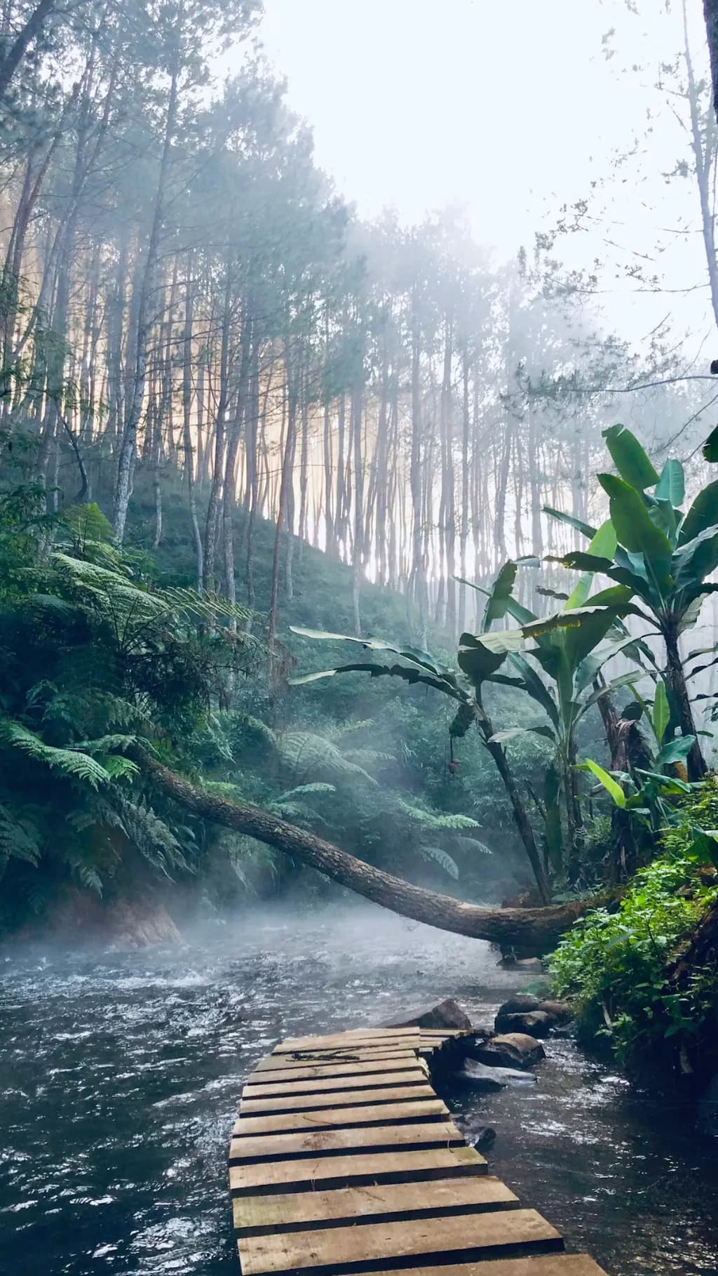 Misty Forest Pathway