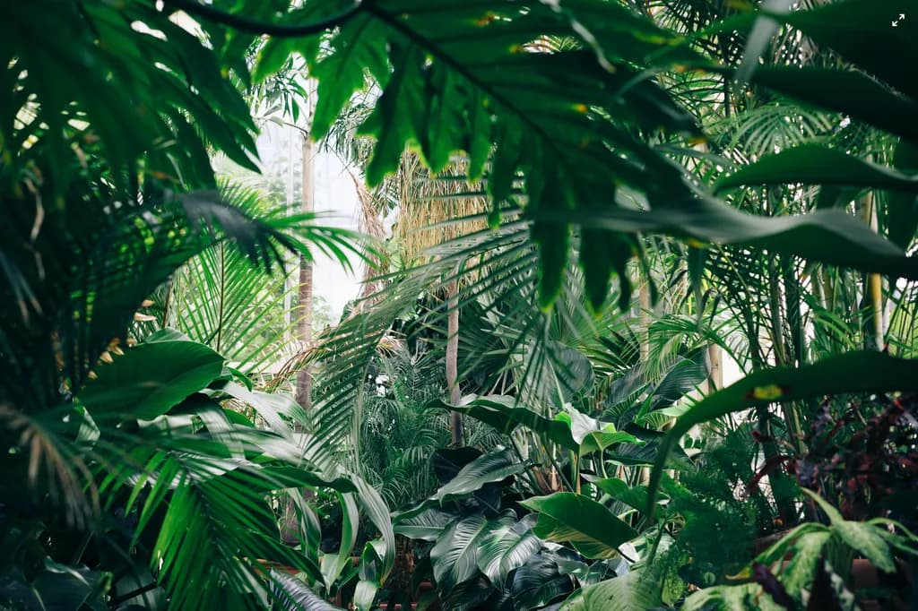Dense Green Canopy