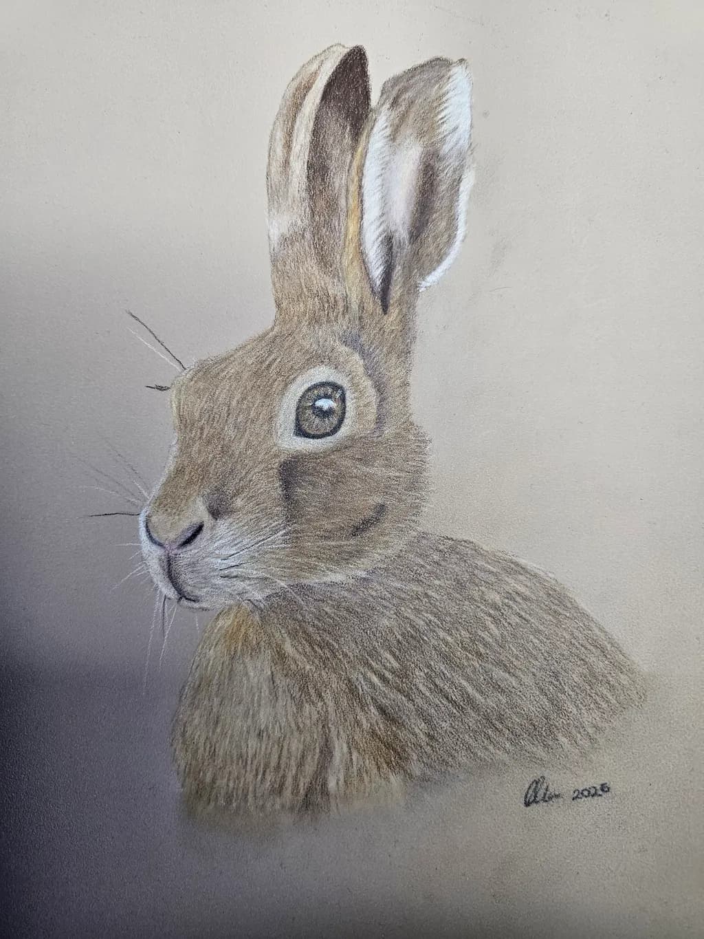 Alert Hare