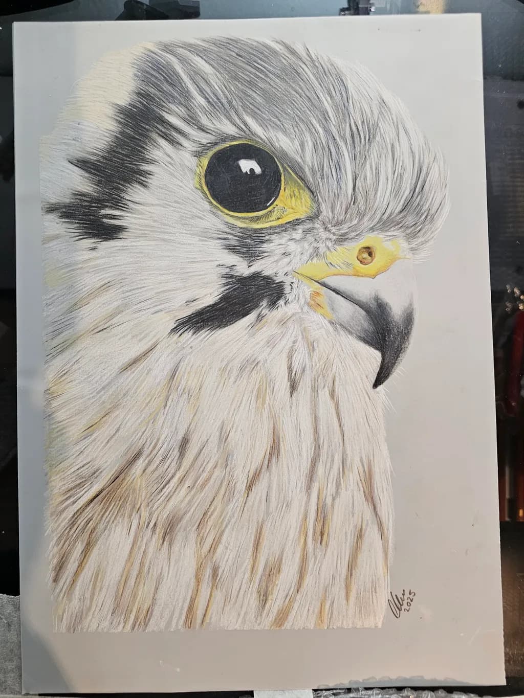 Falcon Gaze