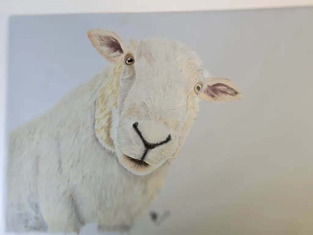 Curious Sheep