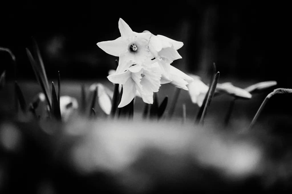 Daffodil Focus