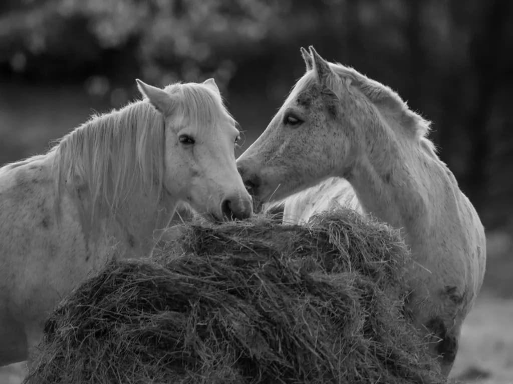 Shared Meadow Moments