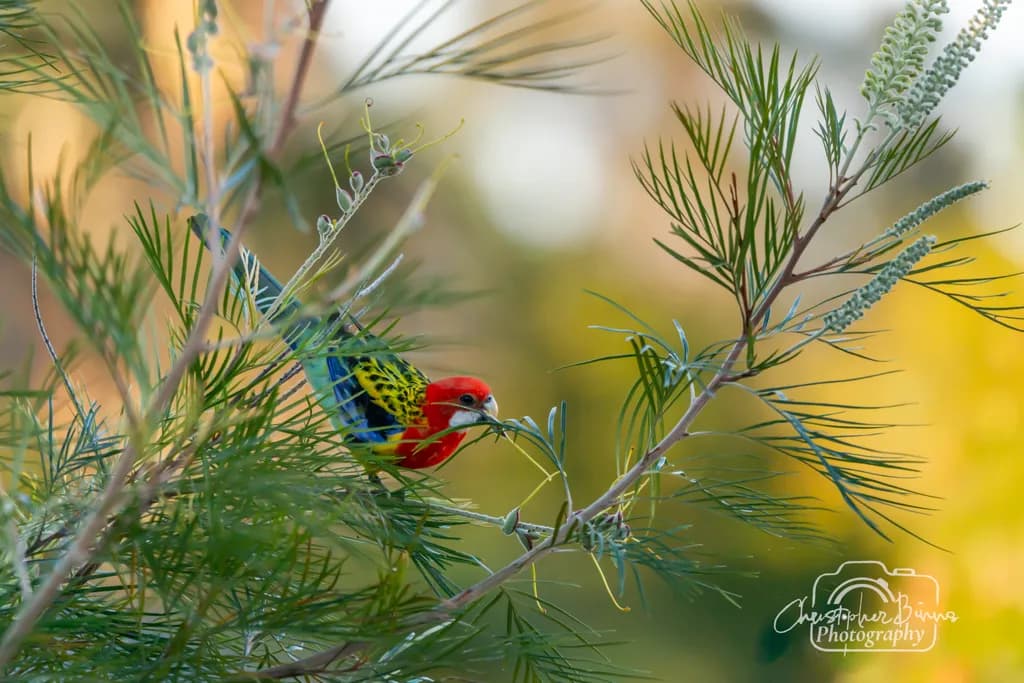 Crimson Parrot in Foliage
