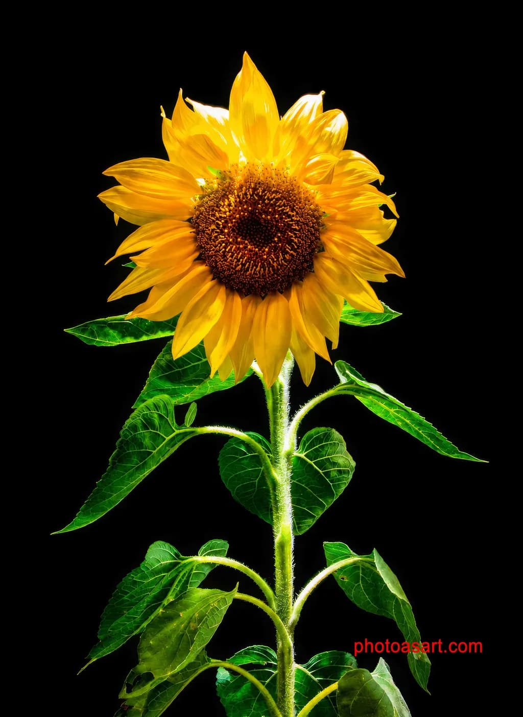 Sunflower Radiance