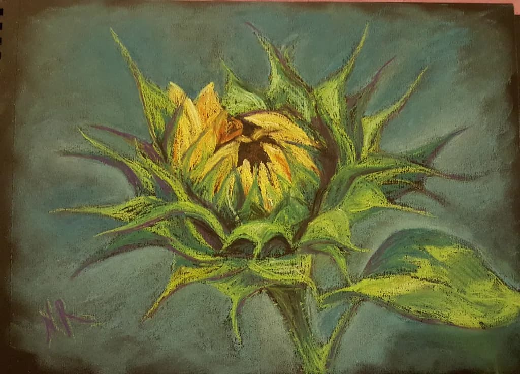 Emerging Sunflower