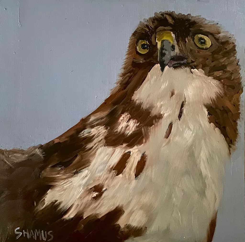 Gaze of the Hawk