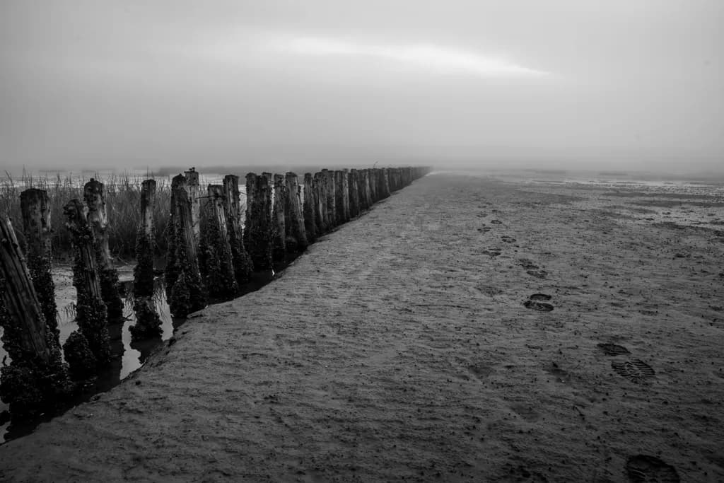 Silent Shoreline