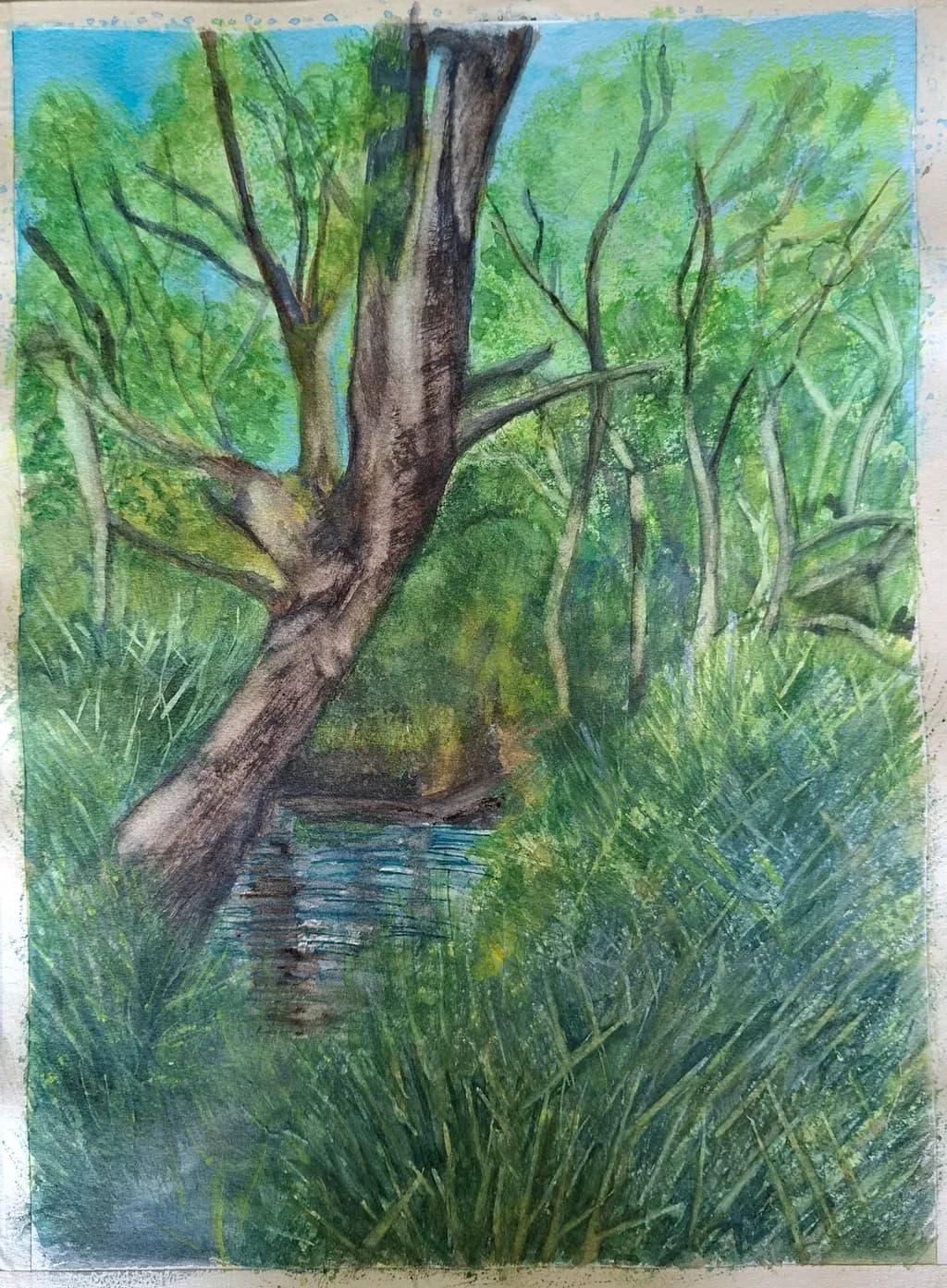 Forest Stream