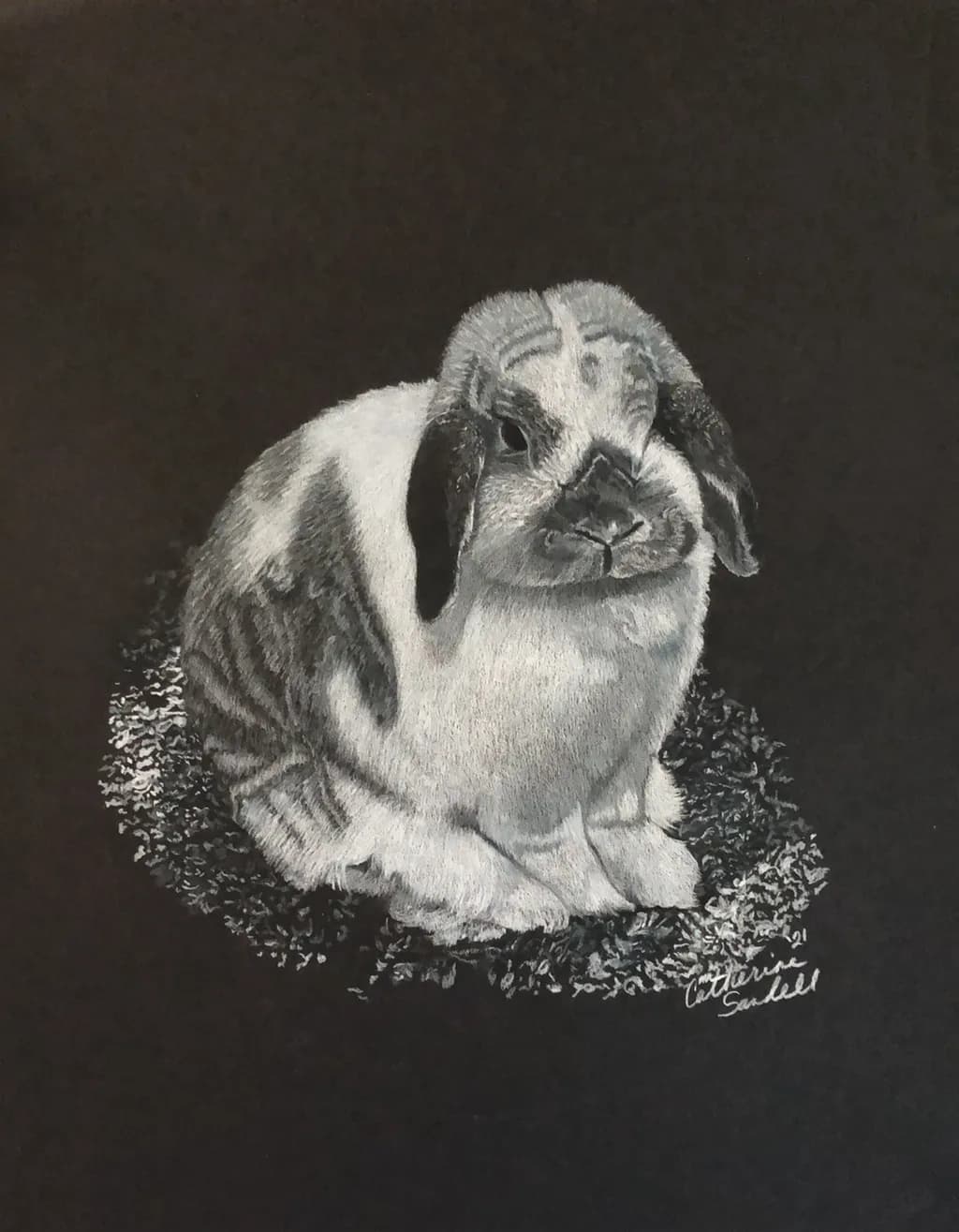 Shadowed Lop Rabbit
