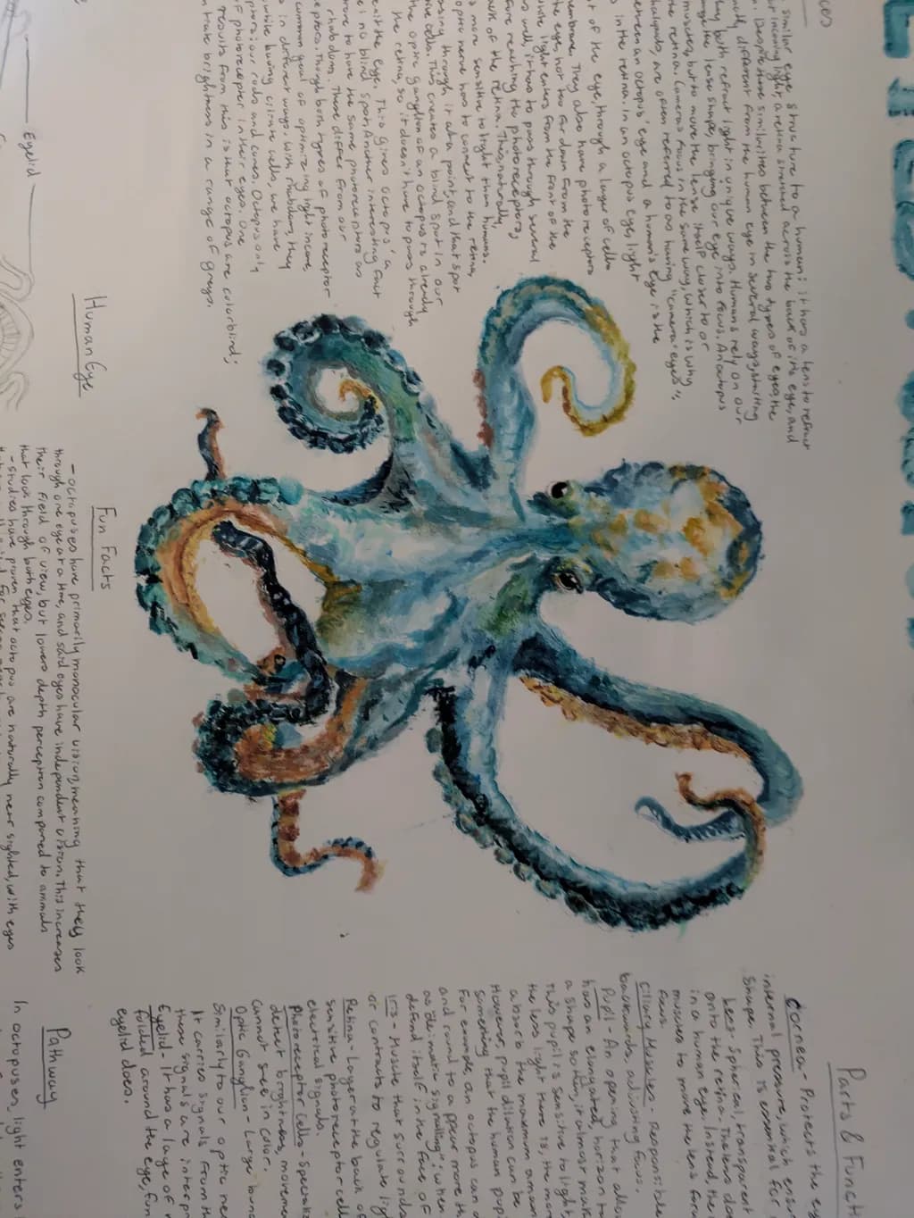Octopus Anatomy