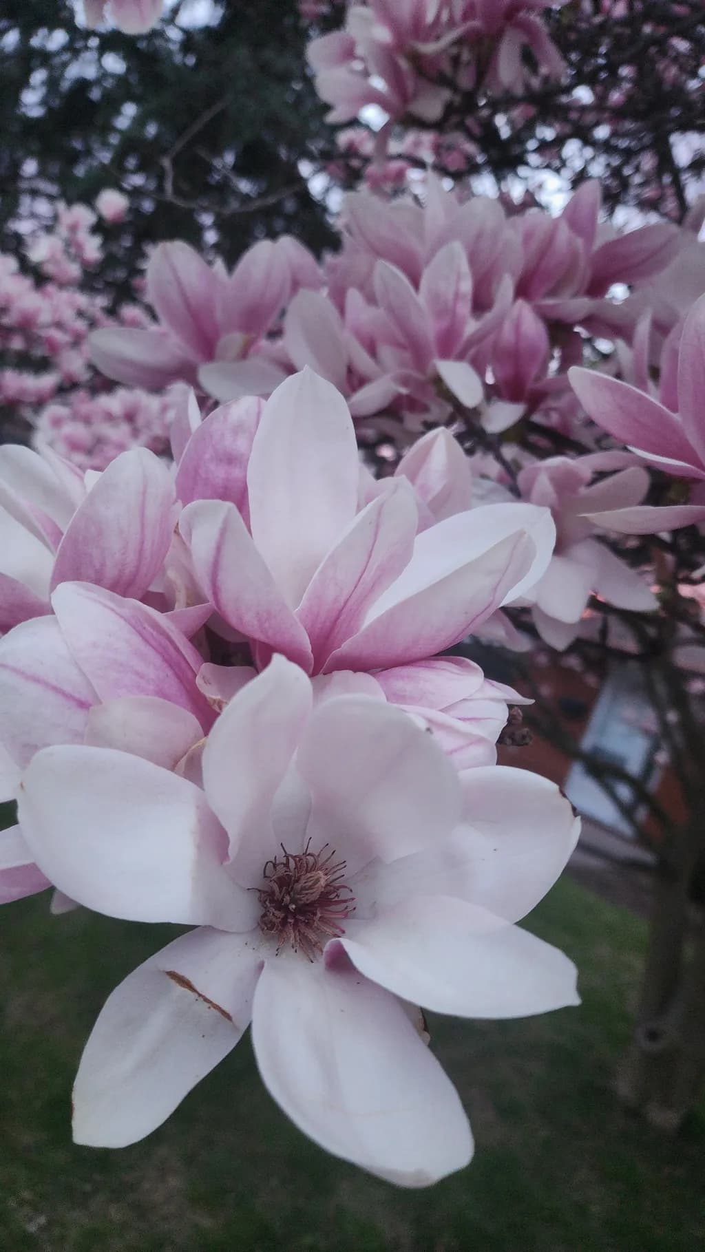 Magnolia Bloom