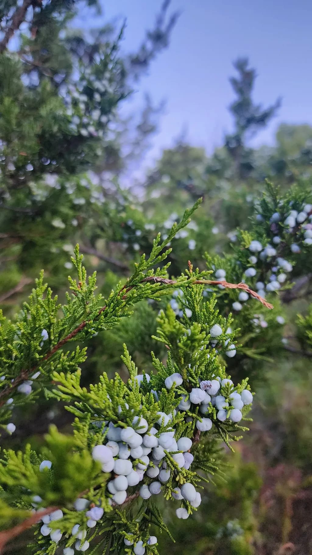 Juniper Berries Close-Up