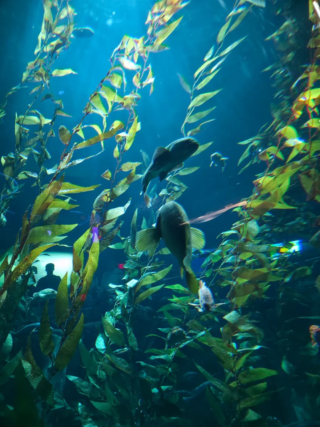 Kelp Forest Journey
