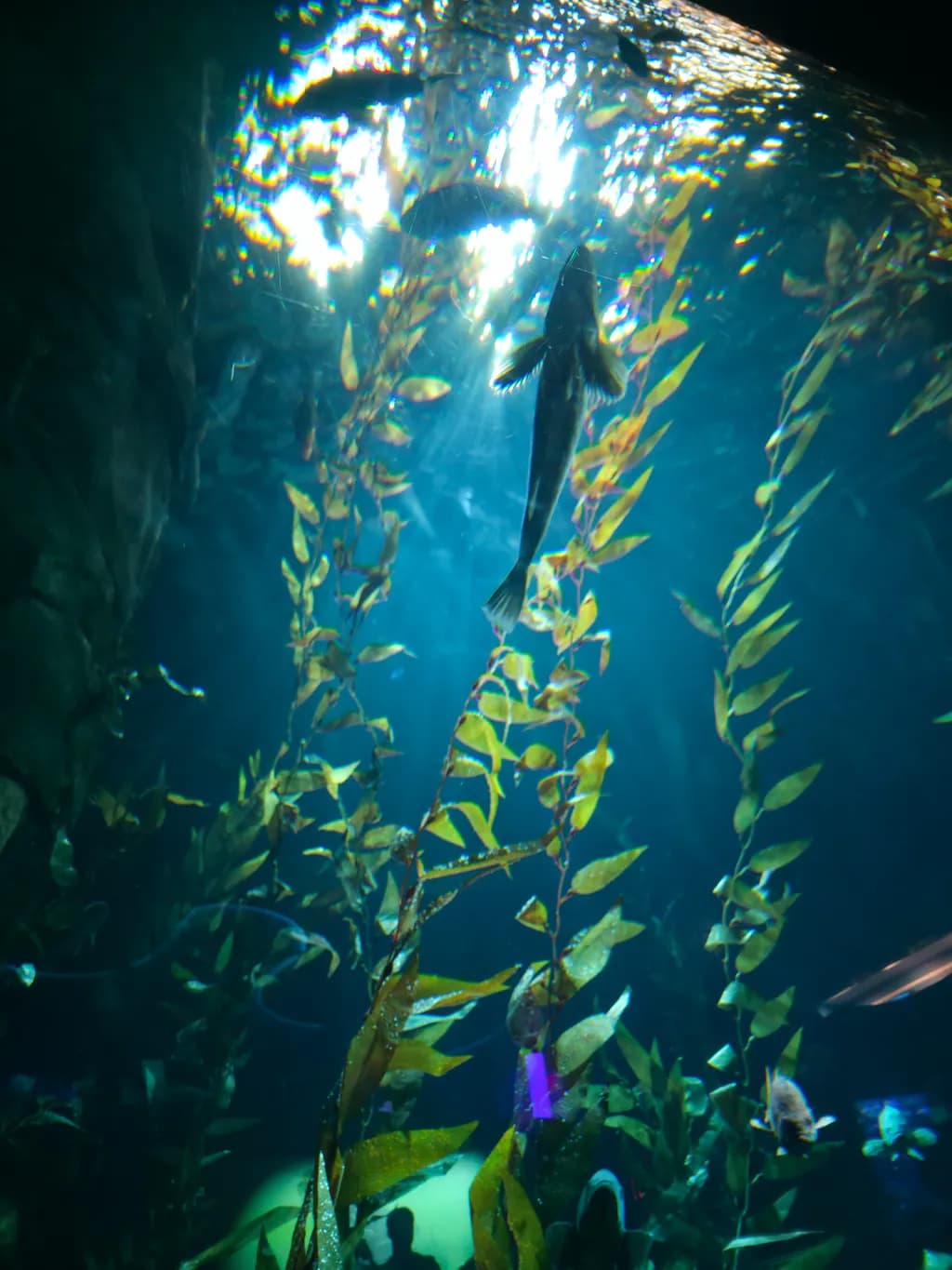 Kelp Forest Glow