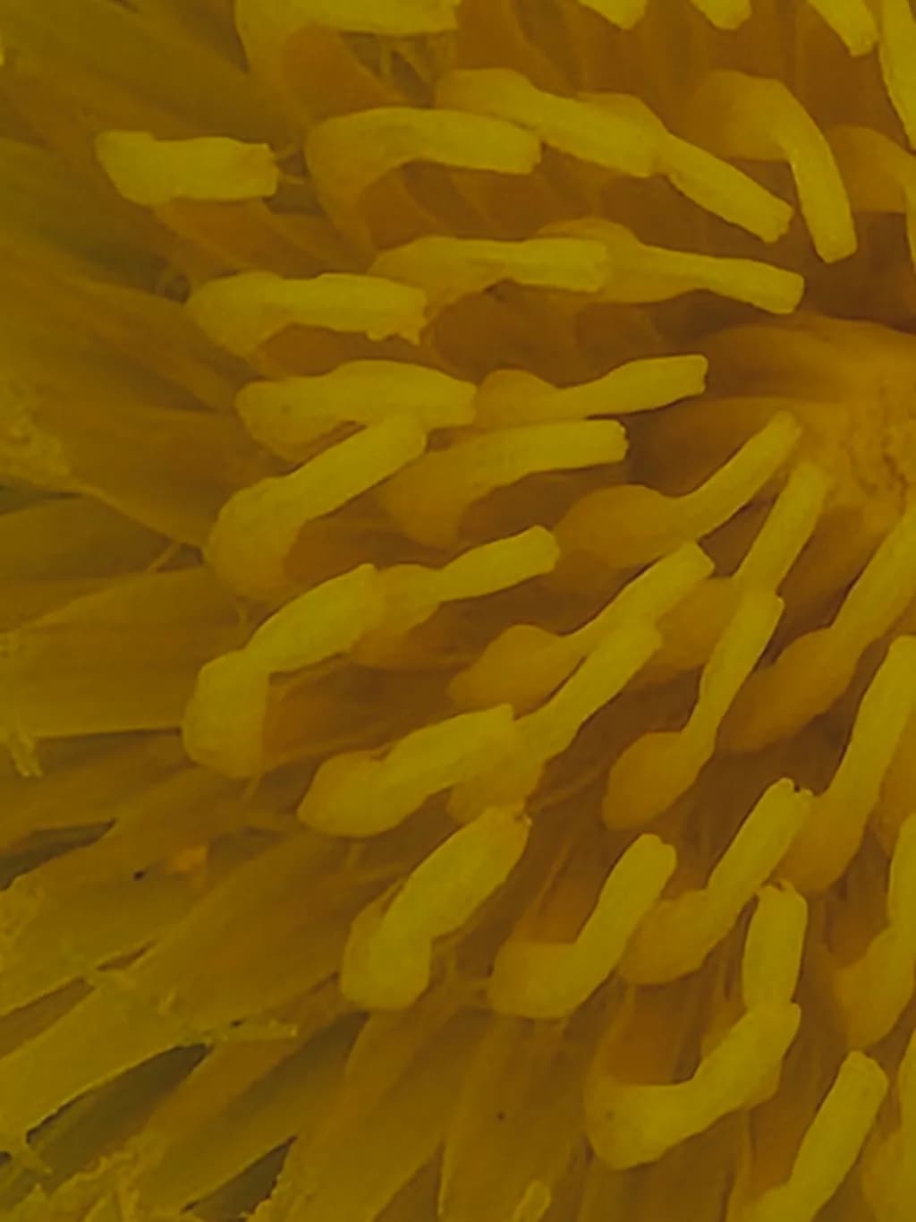Golden Bloom Detail