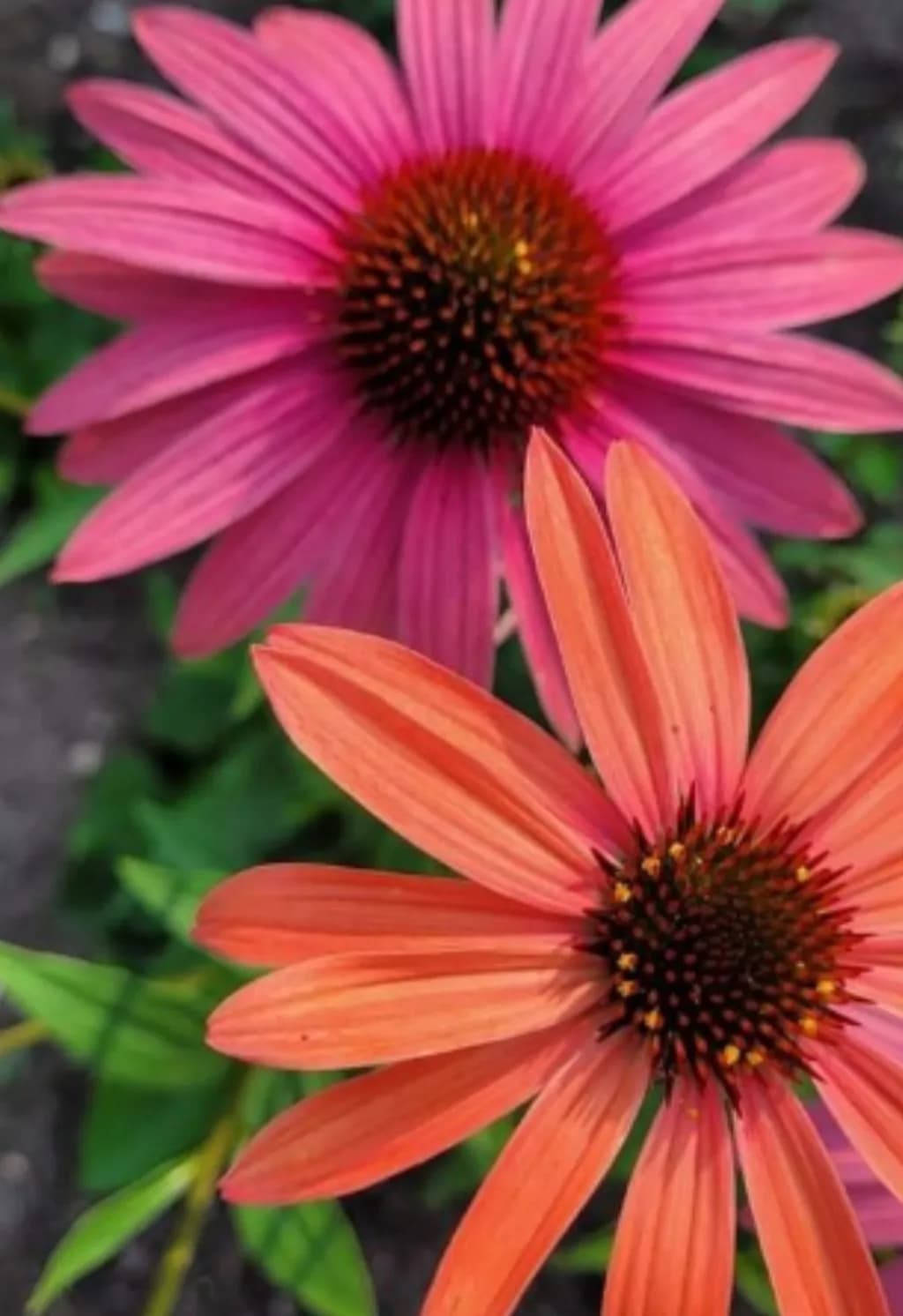 Coneflower Duo