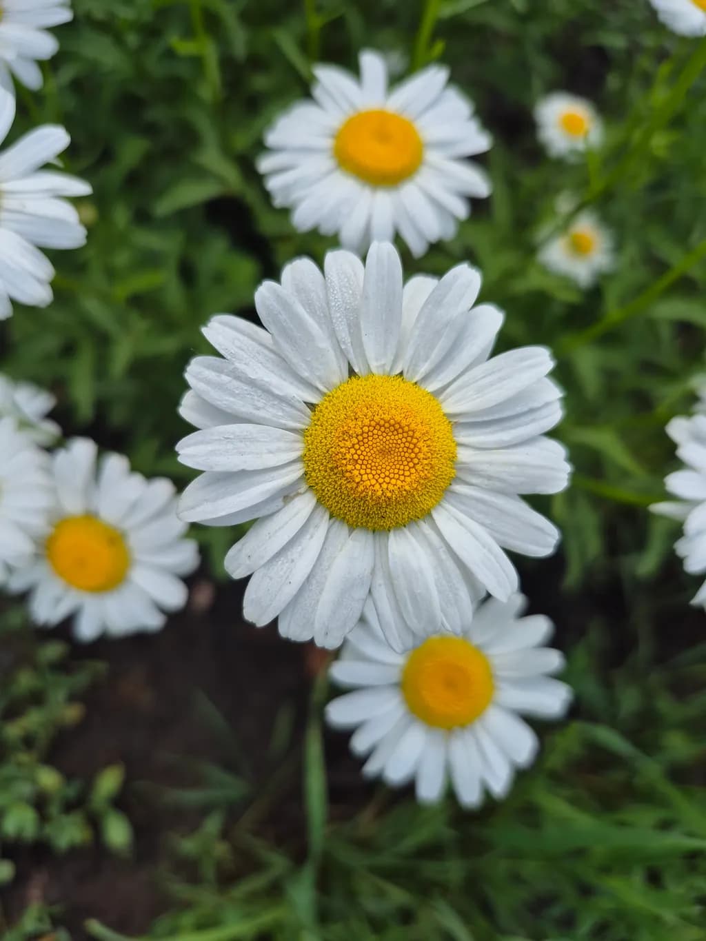 Golden Eye Daisy