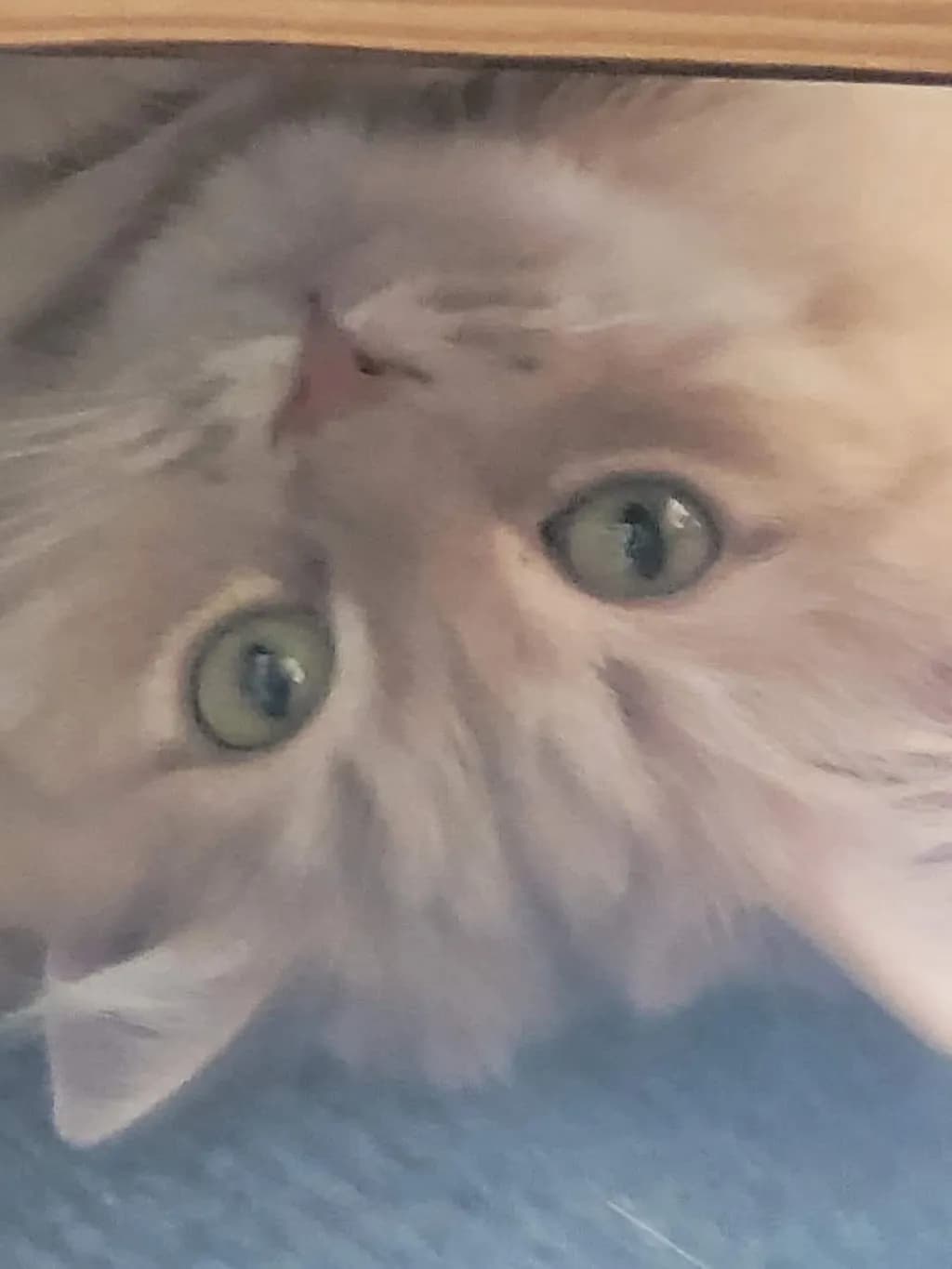 Gaze of Whiskers